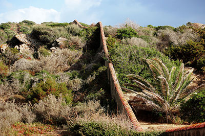 Cactus growing on field against sky