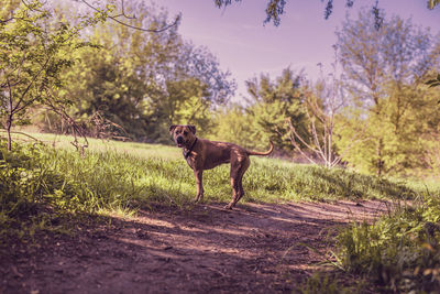 Dog in a field