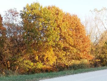 Trees in park