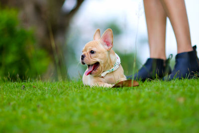 Low section of small dog on grass