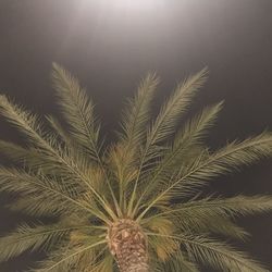 Low angle view of palm tree against sky