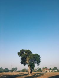 Tree on field against clear blue sky