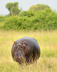 Hippo, hippopotamus amphibius, national parks of uganda