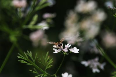 Close-up of bee pollinating on flower