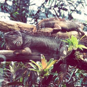 Close-up of a lizard