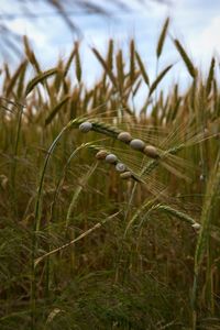 Close-up of crops on field