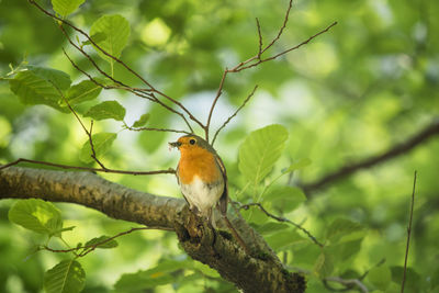 Close-up of bird perching on branch