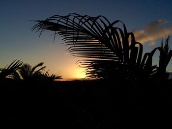 Close-up of palm tree against sky