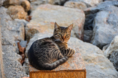 Portrait of a cat