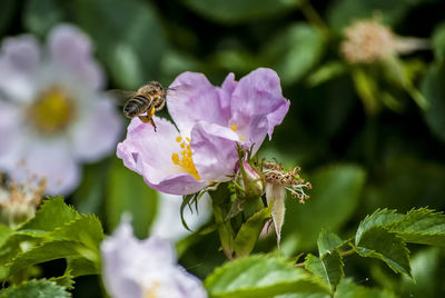 Close-up of bee pollinating on purple flower