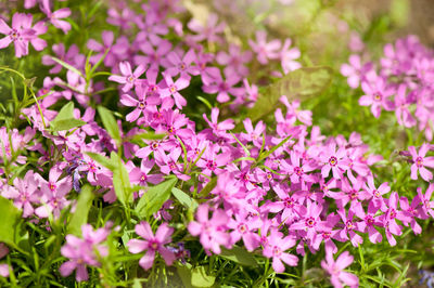 Close-up of pink flowers blooming outdoors