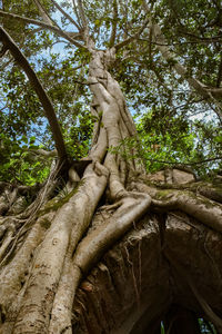 Low angle view of tree trunk