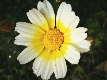 Close-up of yellow flower blooming outdoors