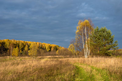 Trees growing on field against sky