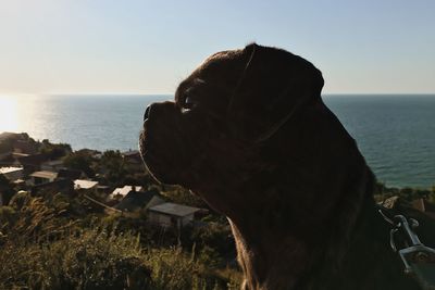 Close-up of a dog looking at sea shore