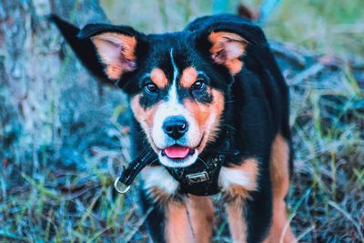Portrait of dog on field