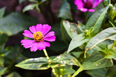 Close-up of pink flowering plant