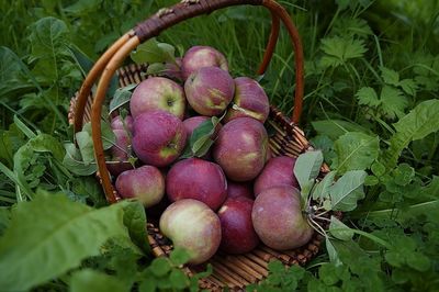 High angle view of apples in basket