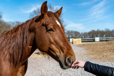 Close-up of a horse in ranch