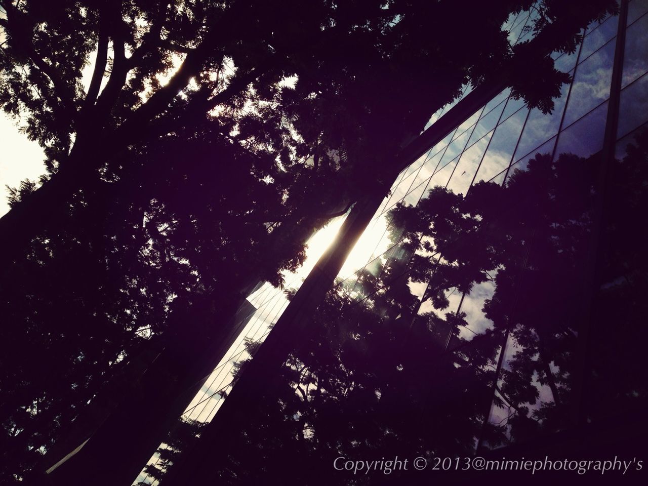 tree, low angle view, branch, growth, silhouette, built structure, sky, sunlight, architecture, nature, outdoors, lens flare, sunbeam, no people, tranquility, day, beauty in nature, sun, tall - high, illuminated