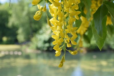 yellow
