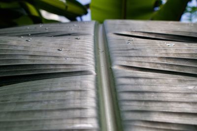 High angle view of leaves on wooden plank