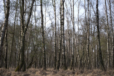 Bare trees in forest