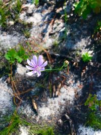 Close-up of flower blooming outdoors