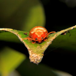 Close-up of ladybug on leaf