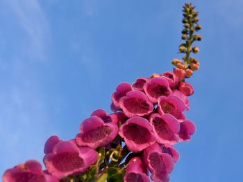 Low angle view of pink flowering plant against blue sky