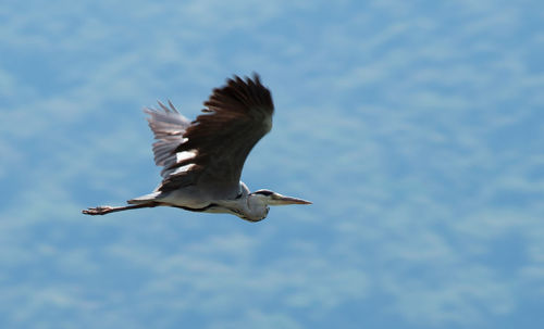 Low angle view of bird flying