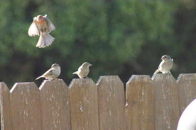 Close-up of birds perching on wooden post