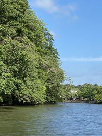 Trees by river against sky