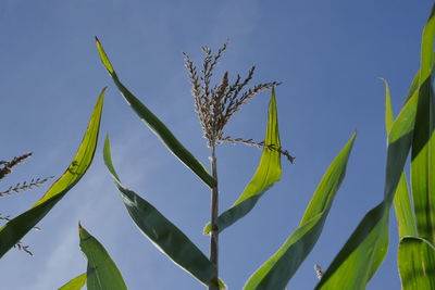 Low angle view of plant against clear blue sky