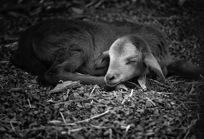 Dog sleeping in a field