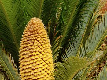 Close-up of palm leaves