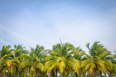 Low angle view of coconut palm trees against blue sky