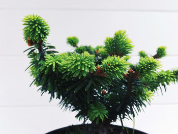 Close-up of potted plant