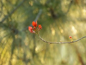 Close-up of red flower