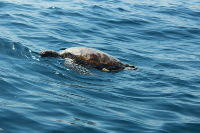 View of whale swimming in sea