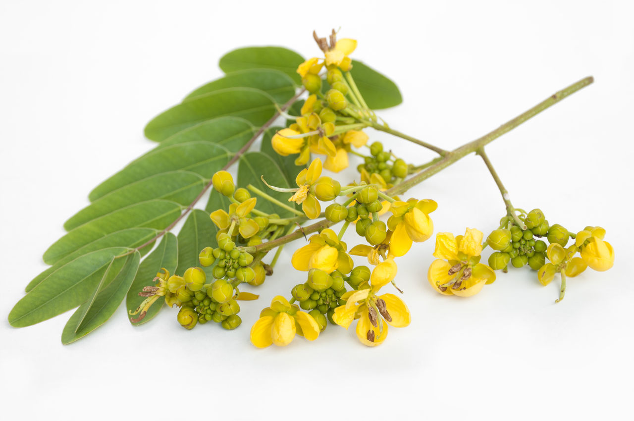 CLOSE-UP OF YELLOW FLOWERS ON WHITE BACKGROUND