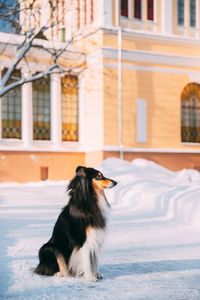 Dog on street in city