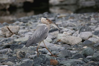 Bird perching on rock