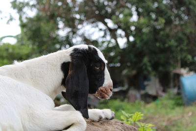 A baby goat on the farm.