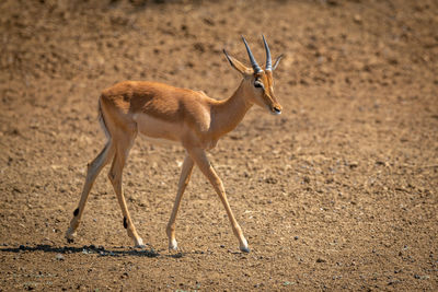 Young male common impala crosses bare earth