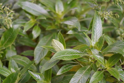 Full frame shot of fresh green plants