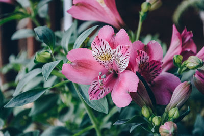 Close-up of pink flowering plant