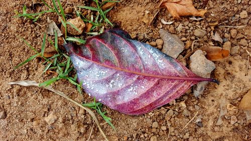 Close-up of autumn leaf on water