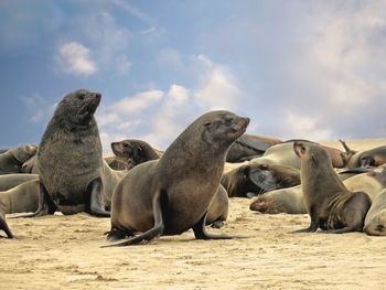 Seals playground at pelican point near walvis bay