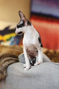 Close-up of a cornish rex kitten sitting on sofa at home
